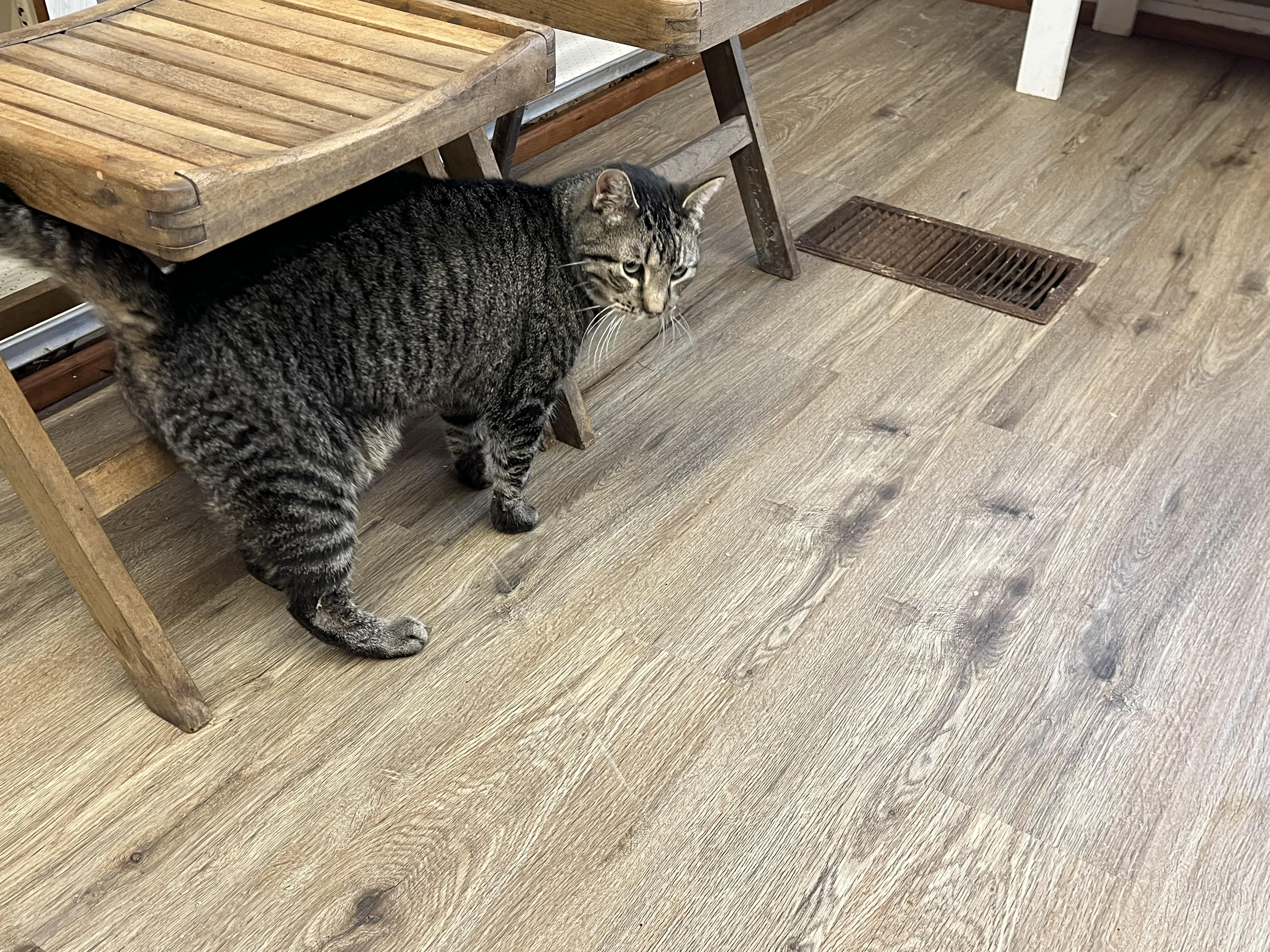 Oscar, a Adoptable mixed breed in Olean , NY image 2/6