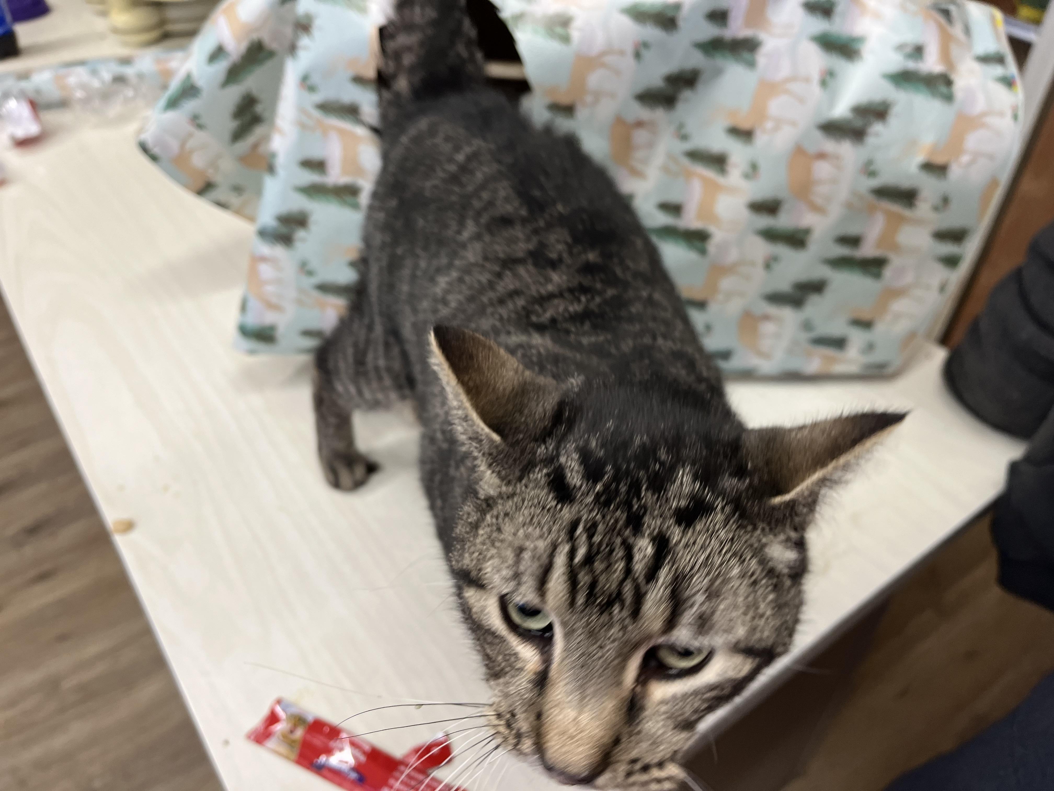 Oscar, a Adoptable mixed breed in Olean , NY image 3/6