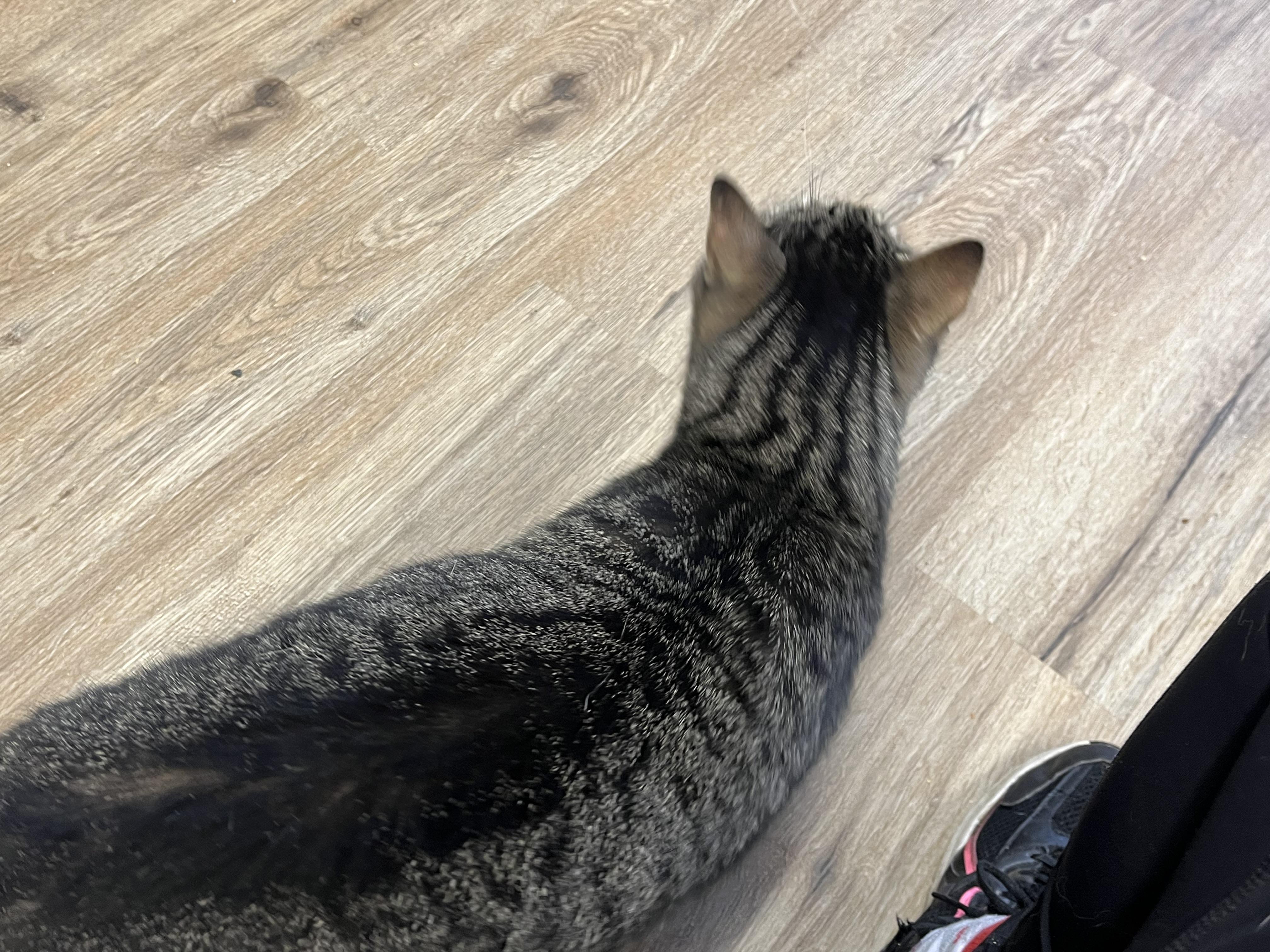 Oscar, a Adoptable mixed breed in Olean , NY image 4/6