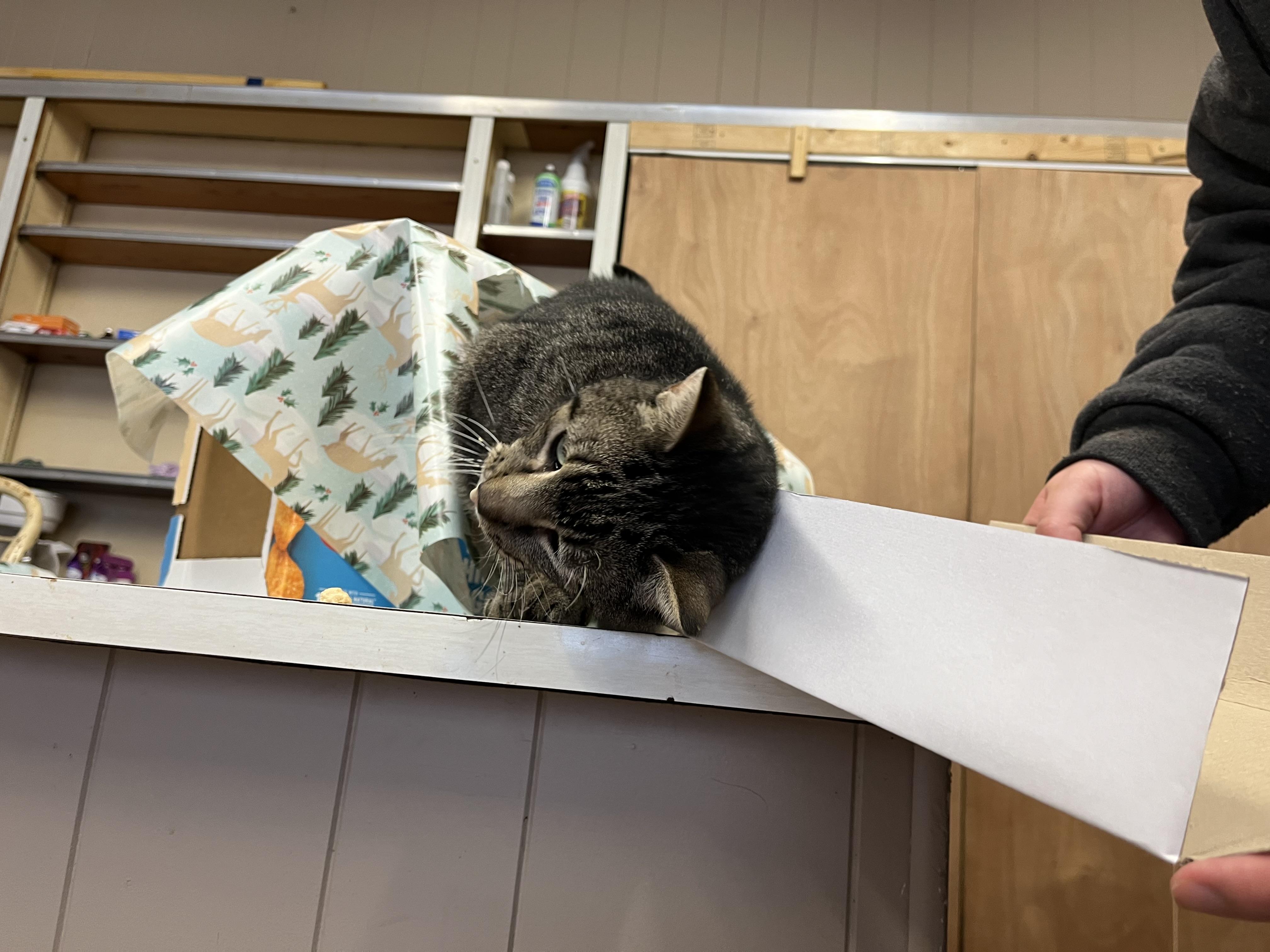 Oscar, a Adoptable mixed breed in Olean , NY image 5/6