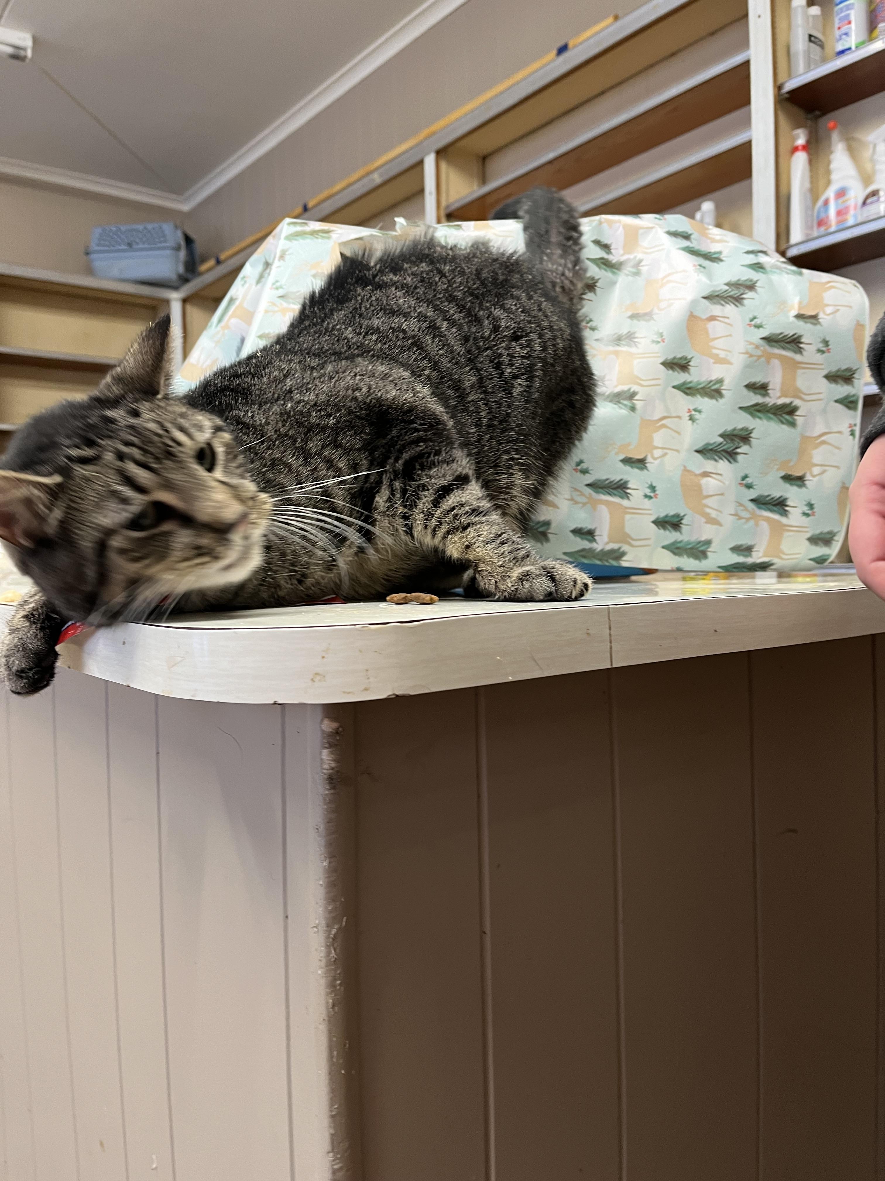 Oscar, a Adoptable mixed breed in Olean , NY image 6/6