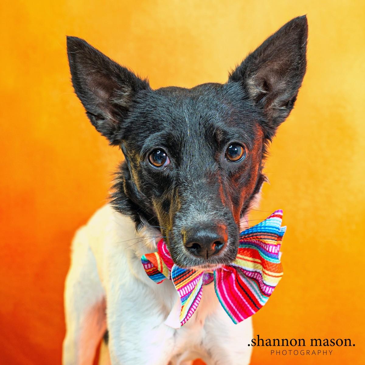 Enlarge Dagger, an adopted mixed breed in Las Vegas, NV image 1/4