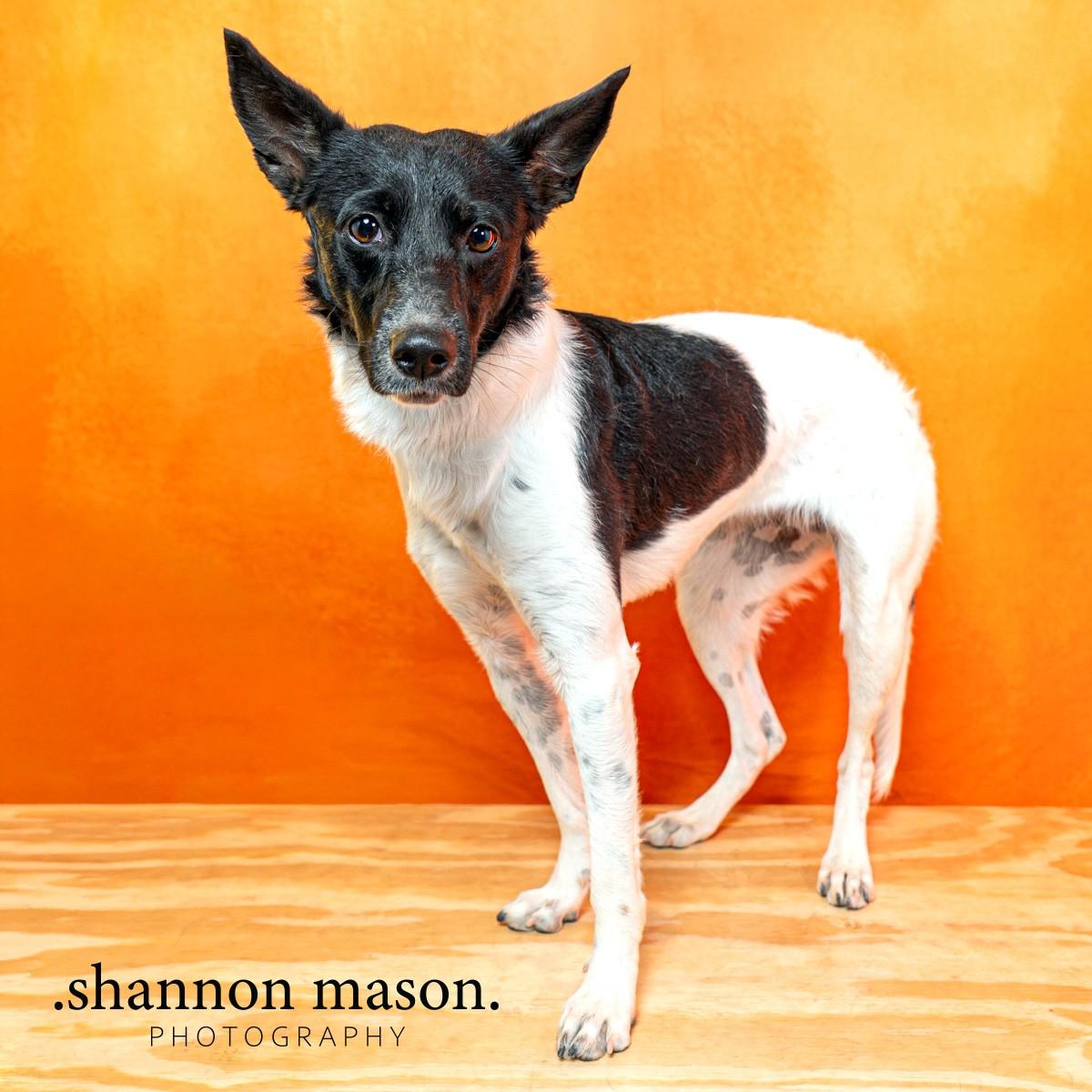 Enlarge Dagger, an adopted mixed breed in Las Vegas, NV image 4/4