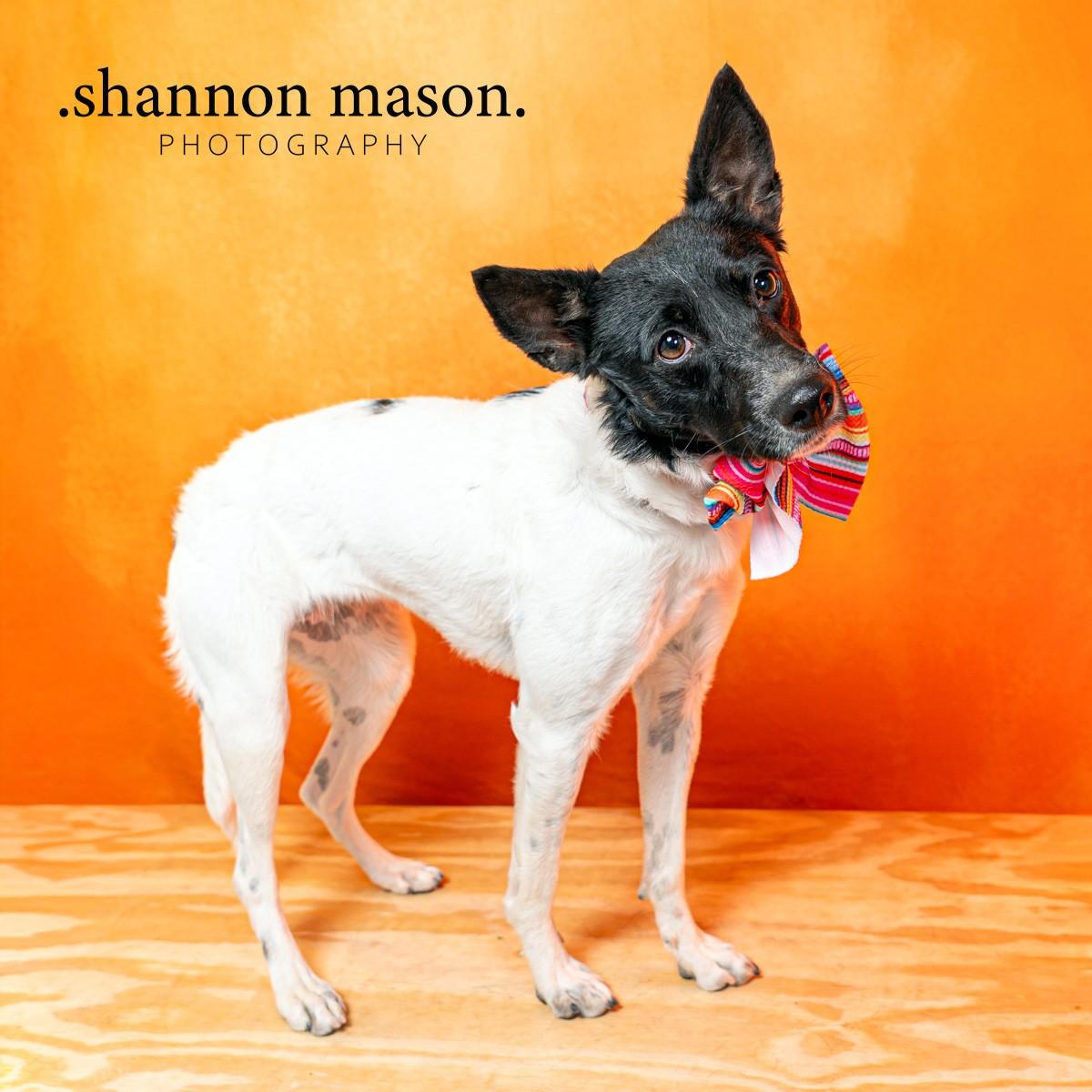 Enlarge Dagger, an adopted mixed breed in Las Vegas, NV image 2/4