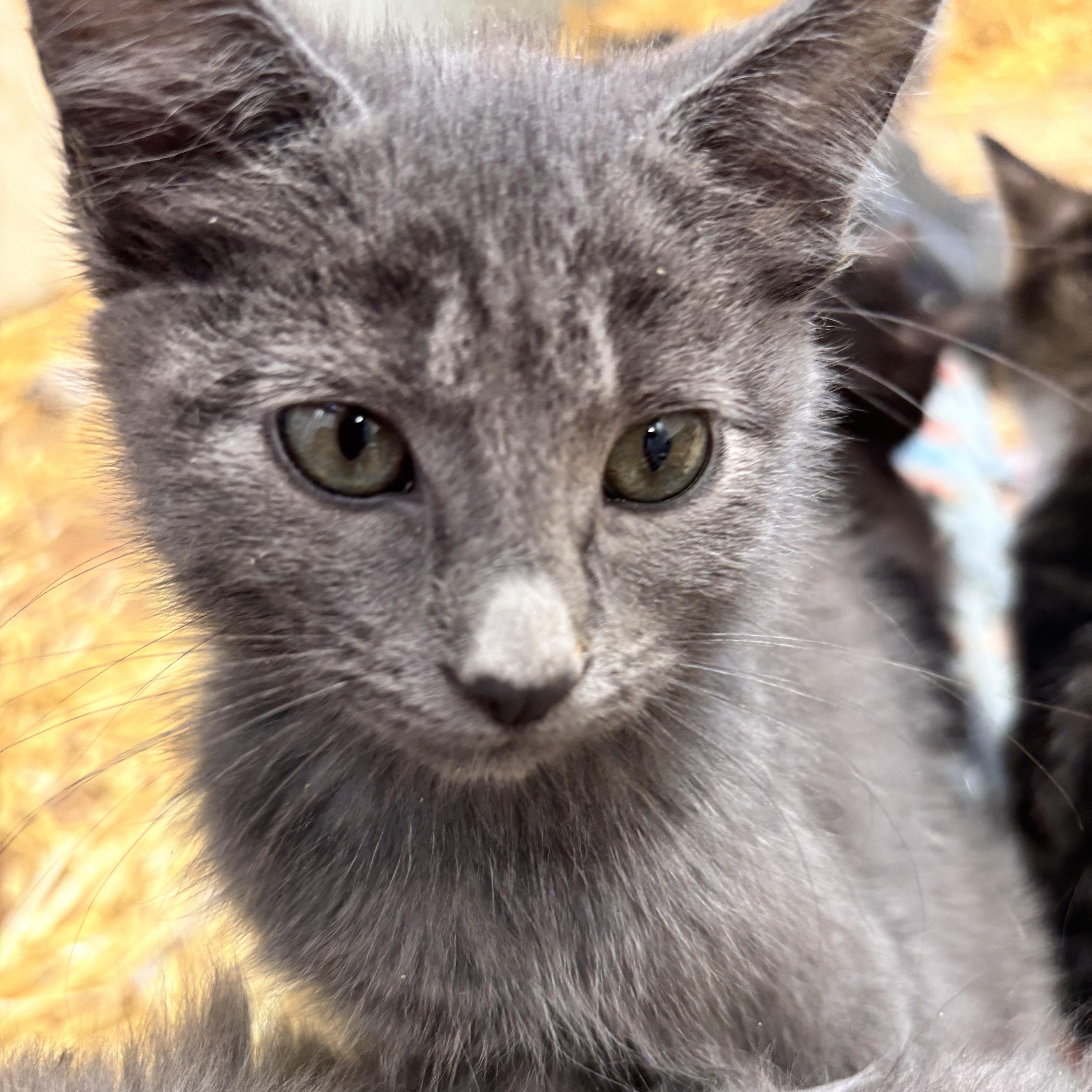 Enlarge Jack, an adoptable Russian Blue in San Diego, CA image 1/2