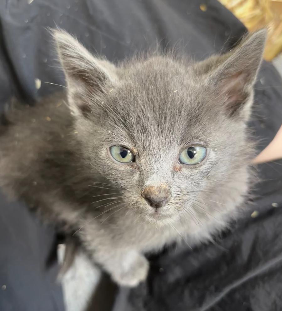 Enlarge Jack, an adoptable Russian Blue in San Diego, CA image 2/2