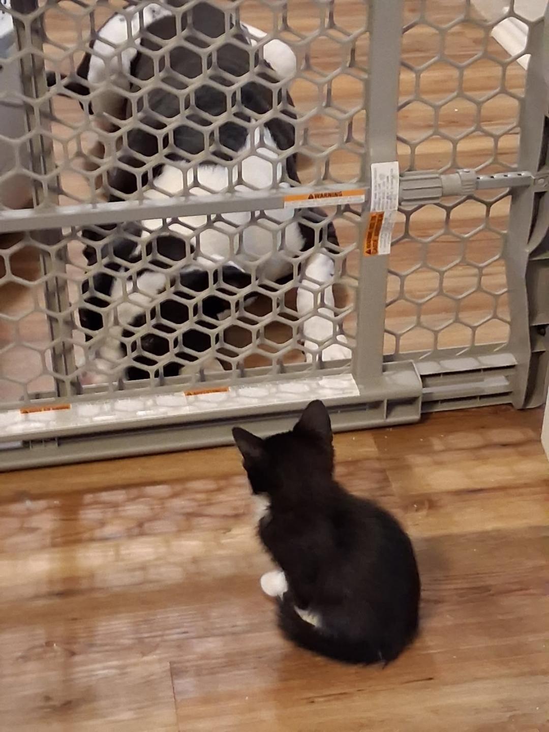Enlarge Socks, a ADOPTABLE Domestic Short Hair in Terrell, TX image 5/5