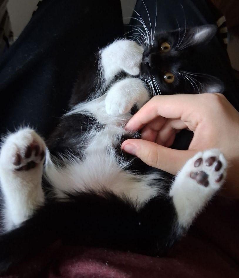Socks, a ADOPTABLE Domestic Short Hair in Terrell, TX image 2/6