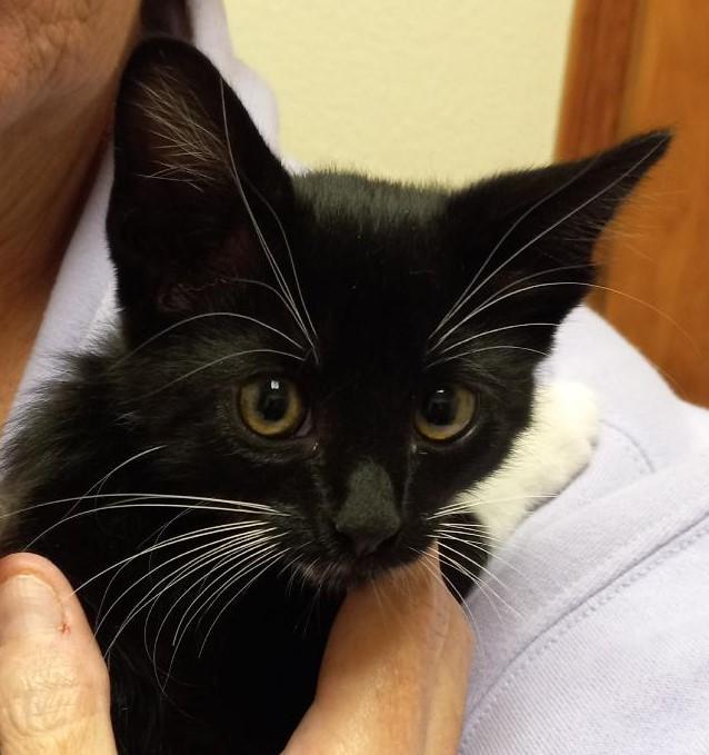 Socks, ADOPTABLE, Kitten Male Domestic Short Hair.