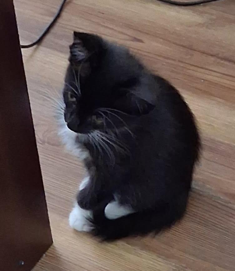 Enlarge Socks, a ADOPTABLE Domestic Short Hair in Terrell, TX image 2/5