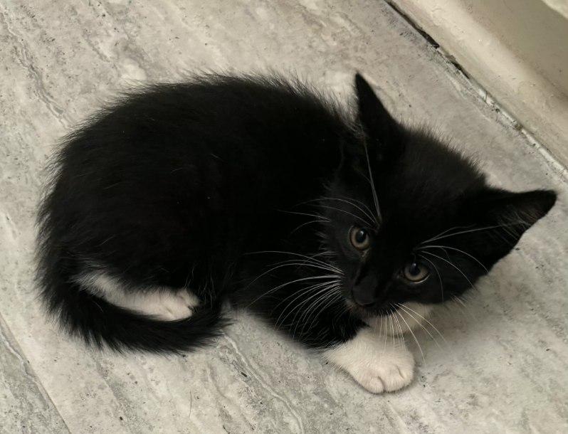 Enlarge Socks, a ADOPTABLE Domestic Short Hair in Terrell, TX image 3/5