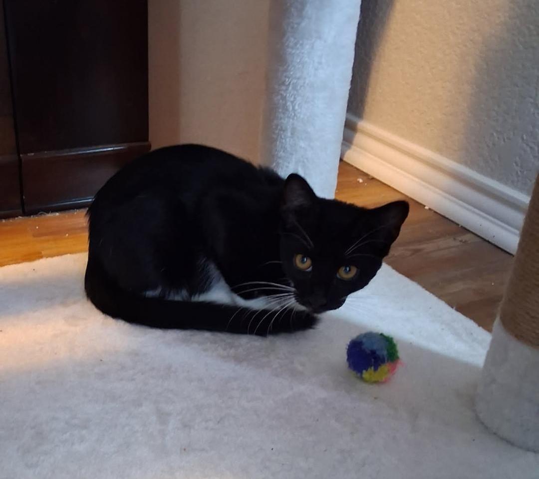 Socks, ADOPTABLE, Kitten Male Domestic Short Hair.