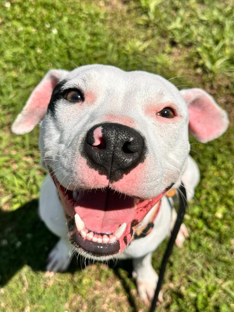 Enlarge Zoey, a Adoptable American Staffordshire Terrier in Newcastle, OK image 1/2
