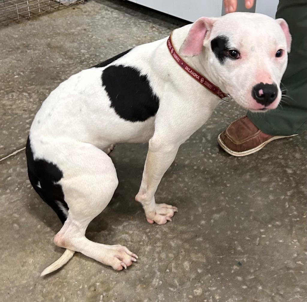 Enlarge Zoey, a Adoptable American Staffordshire Terrier in Newcastle, OK image 2/2