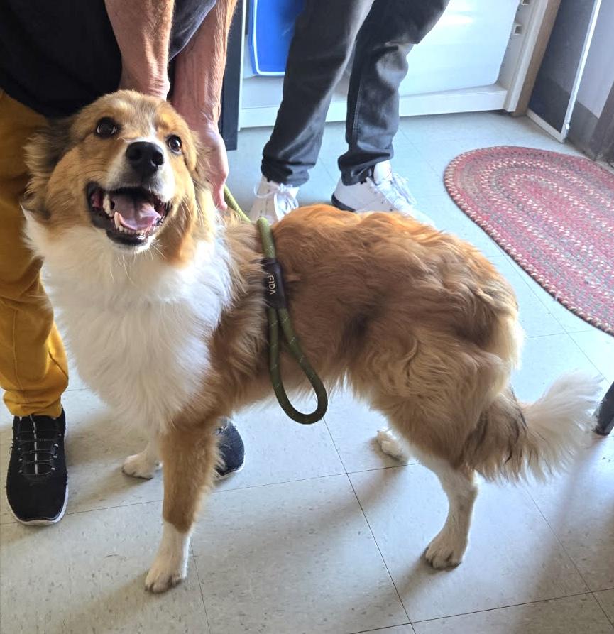 Teddy, Adopted, Young Male Australian Shepherd.