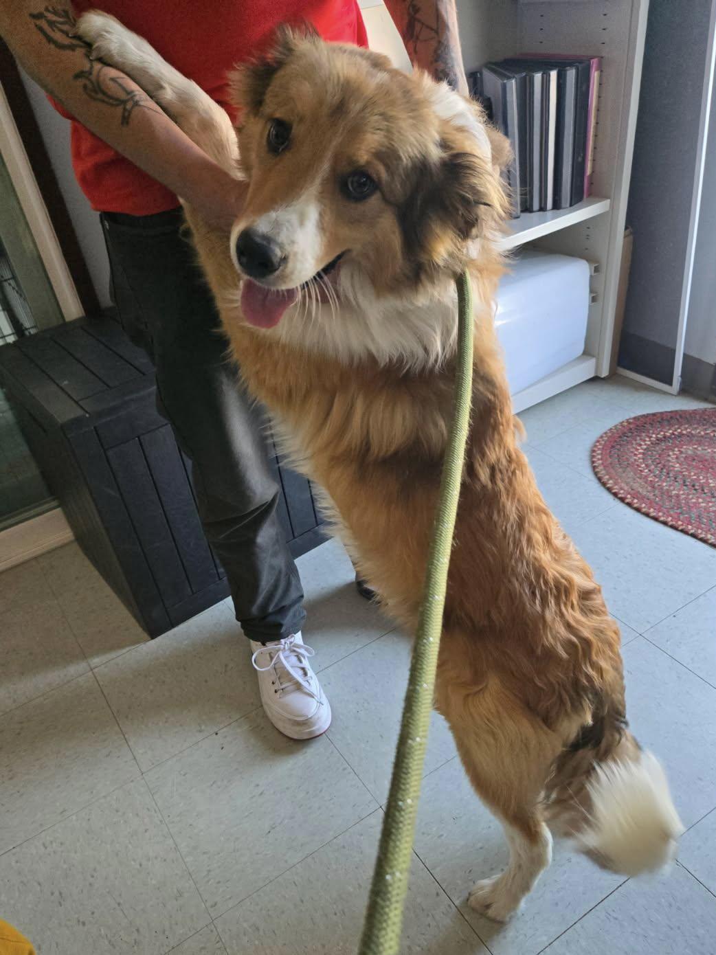 Enlarge Teddy, a Adopted mixed breed in Carbondale, CO image 2/2