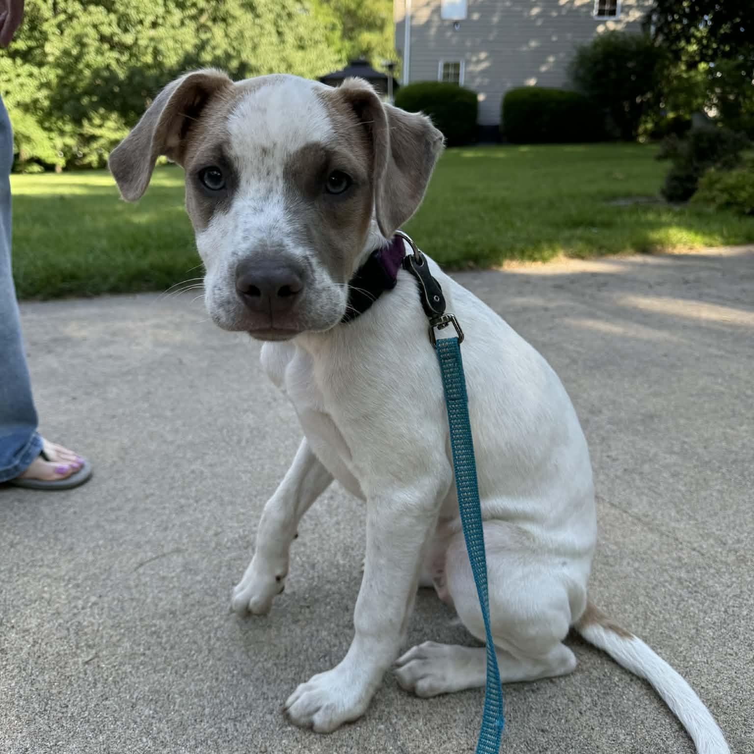 Enlarge Cincy, a ADOPTABLE Mixed Breed in East Peoria, IL image 5/6