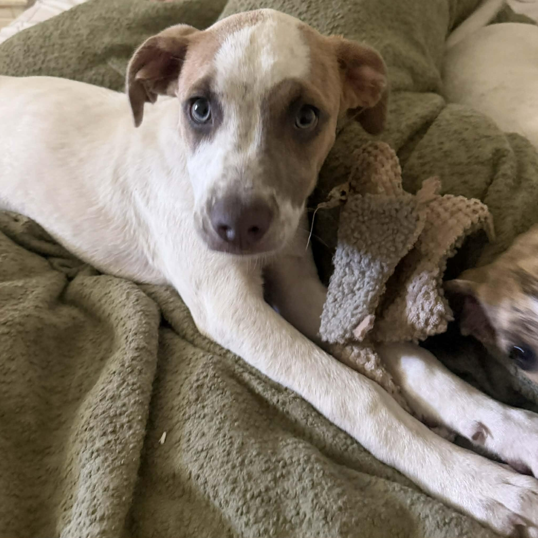 Cincy, ADOPTABLE, Puppy Female Mixed Breed.