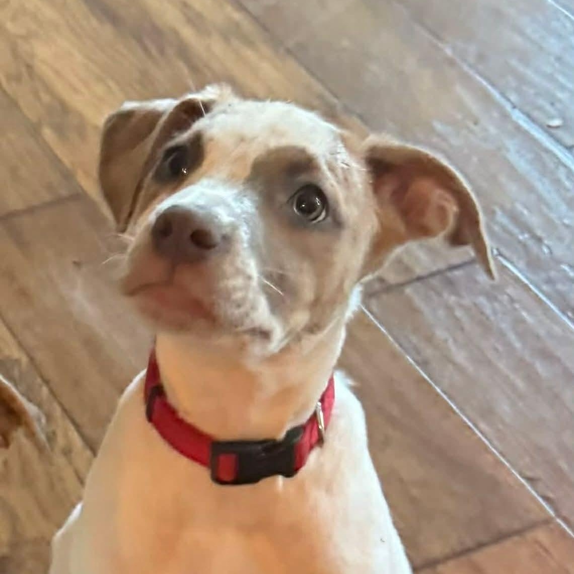 Enlarge Cincy, a ADOPTABLE Mixed Breed in East Peoria, IL image 2/6