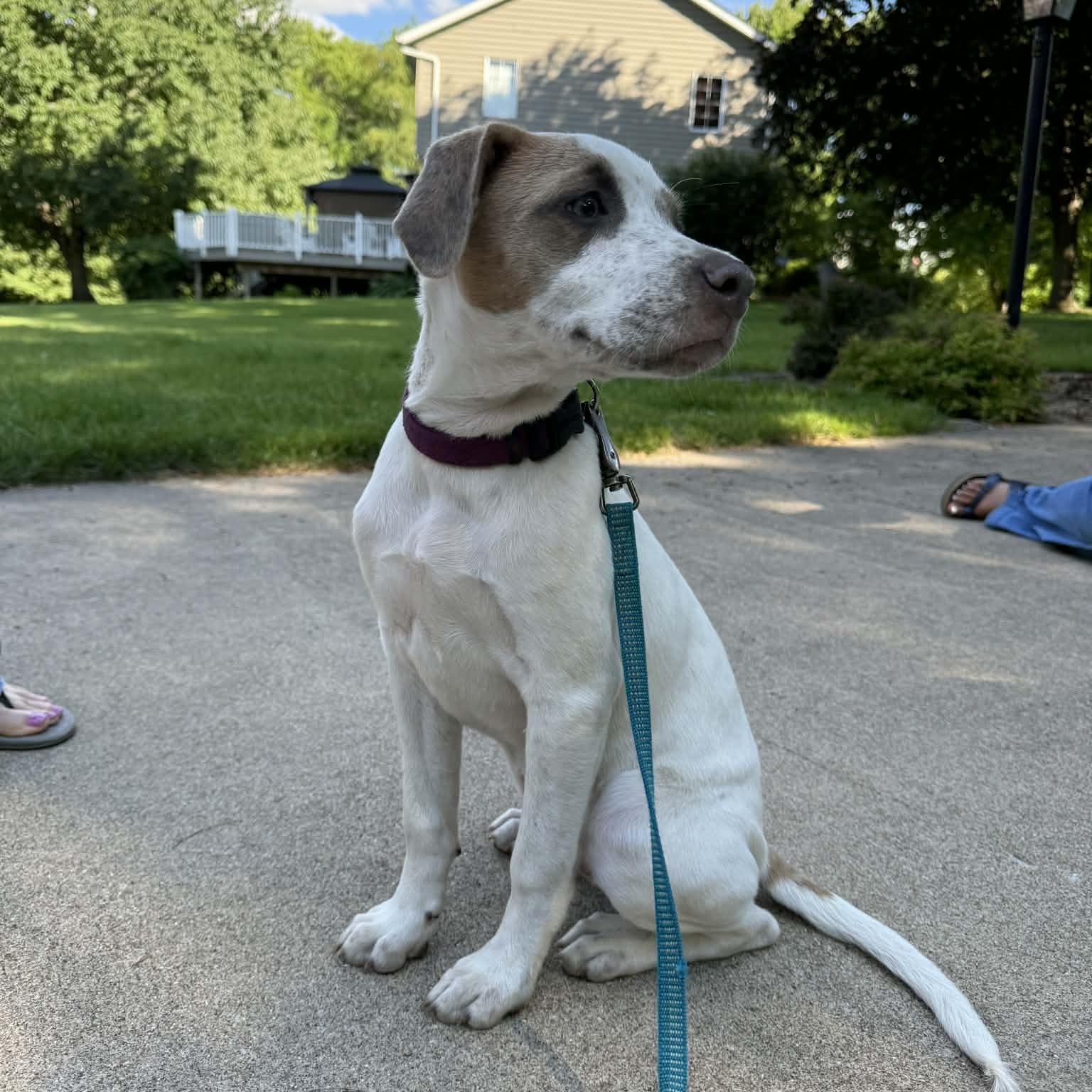 Enlarge Cincy, a ADOPTABLE Mixed Breed in East Peoria, IL image 6/6