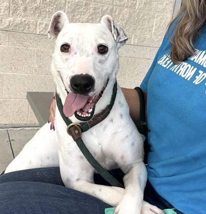 Enlarge Walter, an adopted Mixed Breed in Saratoga Springs, NY image 3/4