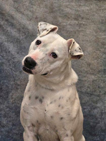 Enlarge Walter, an adopted Mixed Breed in Saratoga Springs, NY image 1/4