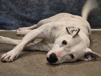 Enlarge Walter, an adopted Mixed Breed in Saratoga Springs, NY image 4/4