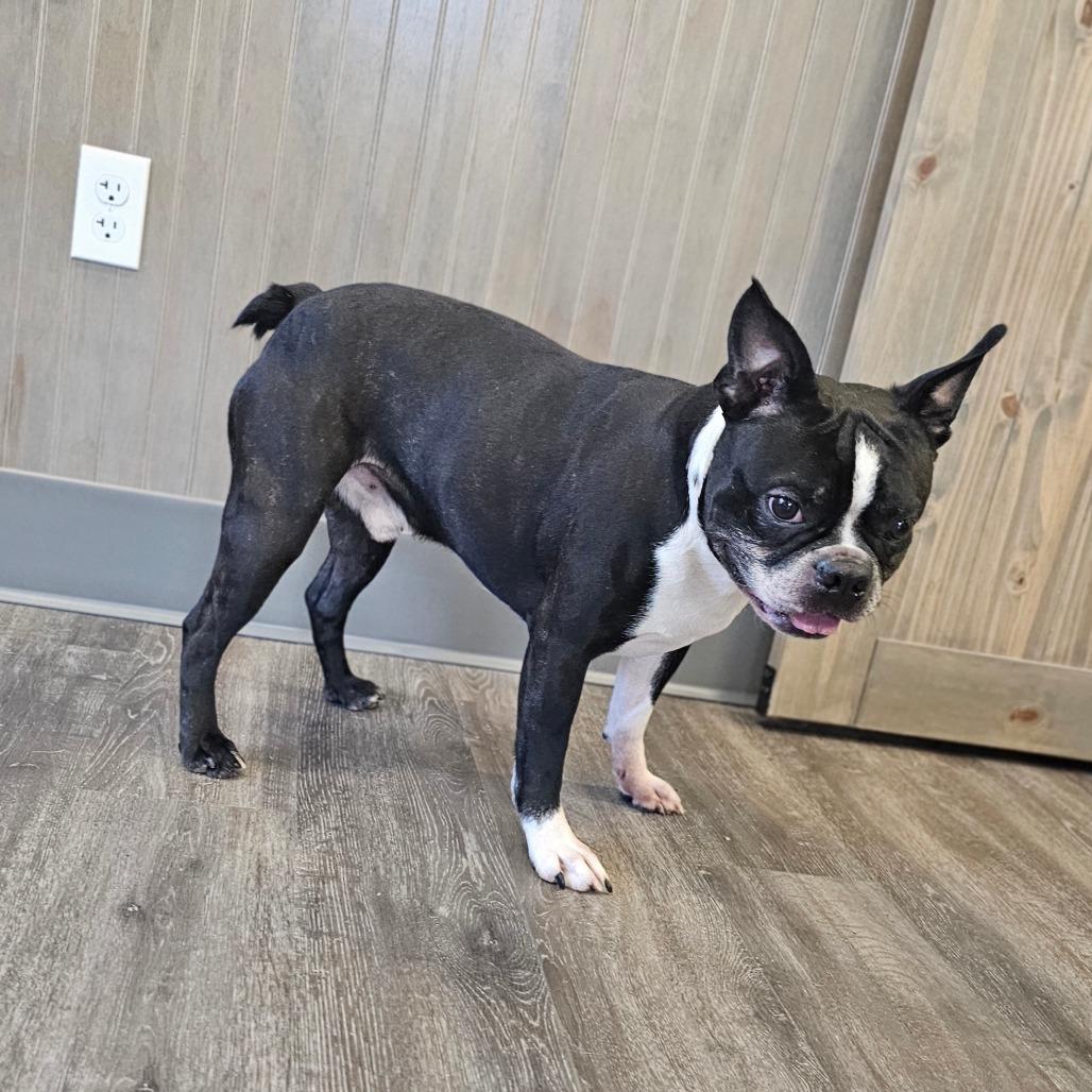 Enlarge POLO, a Adoptable Boston Terrier in Middletown, NY image 2/4