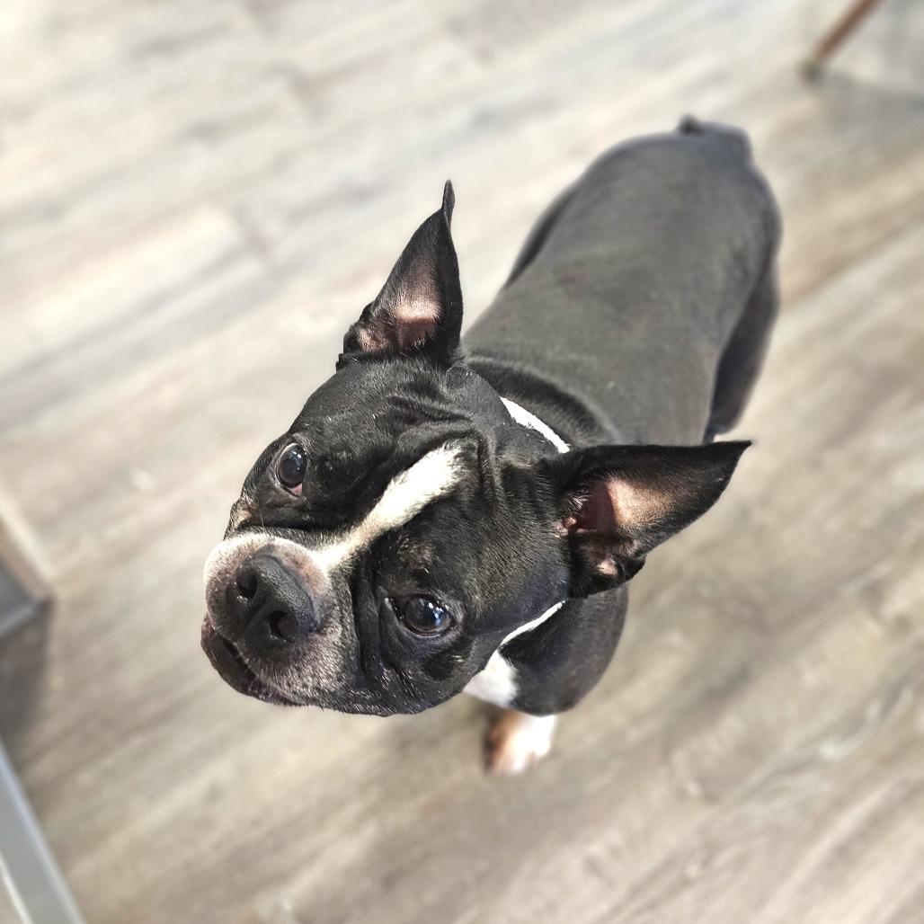 Enlarge POLO, a Adoptable Boston Terrier in Middletown, NY image 4/4