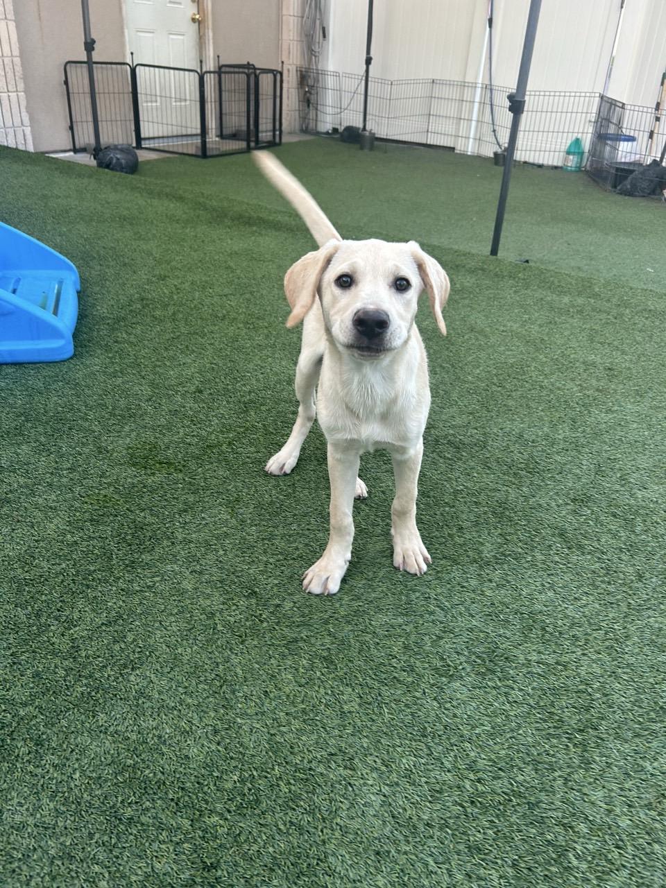Scone, ADOPTABLE, Puppy Female Yellow Labrador Retriever.