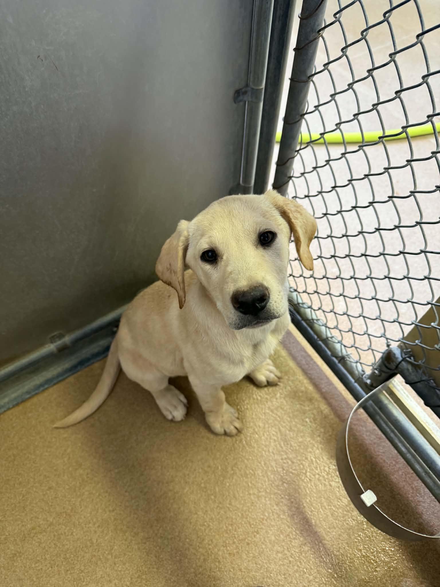 Scone, a ADOPTABLE mixed breed in Orem, UT image 2/5
