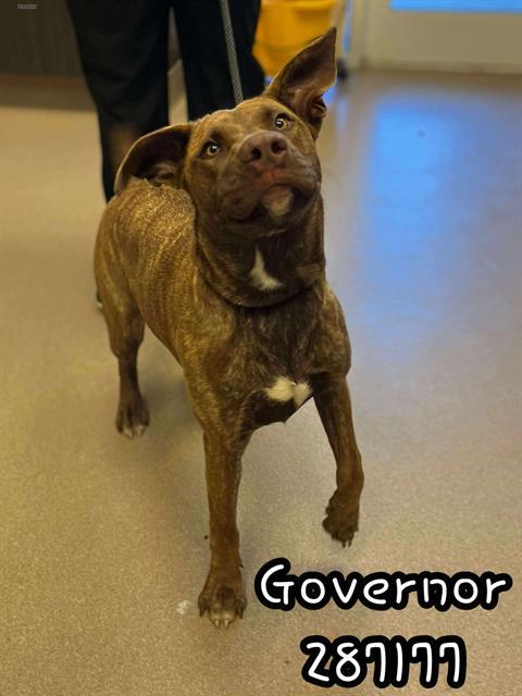 GOVERNOR, Adoptable, Young Female Pit Bull Terrier & Mixed Breed.