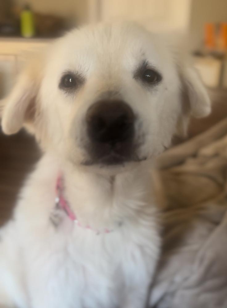 Puffin (PW 1522), Adoptable, Senior Female Great Pyrenees.