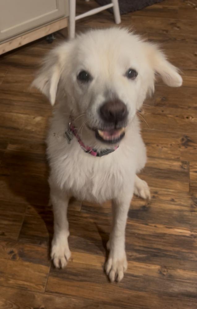 Enlarge Puffin (PW 1522), a Adoptable mixed breed in Plymouth, MI image 2/6