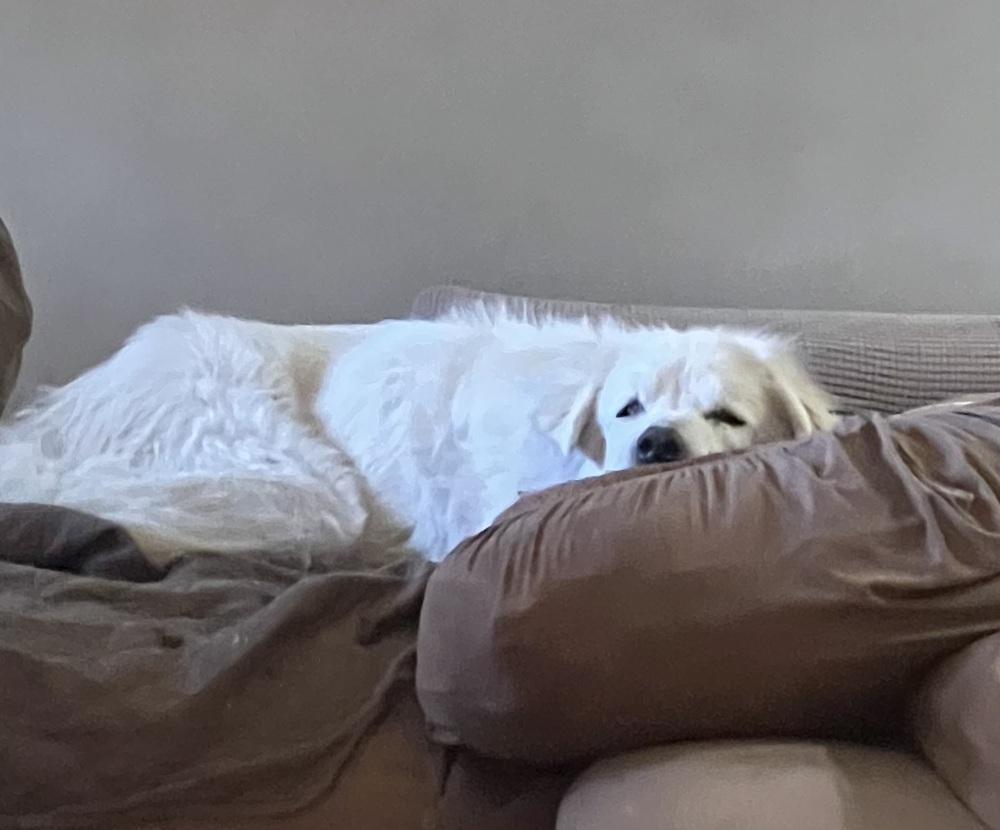 Enlarge Puffin (PW 1522), a Adoptable mixed breed in Plymouth, MI image 3/6