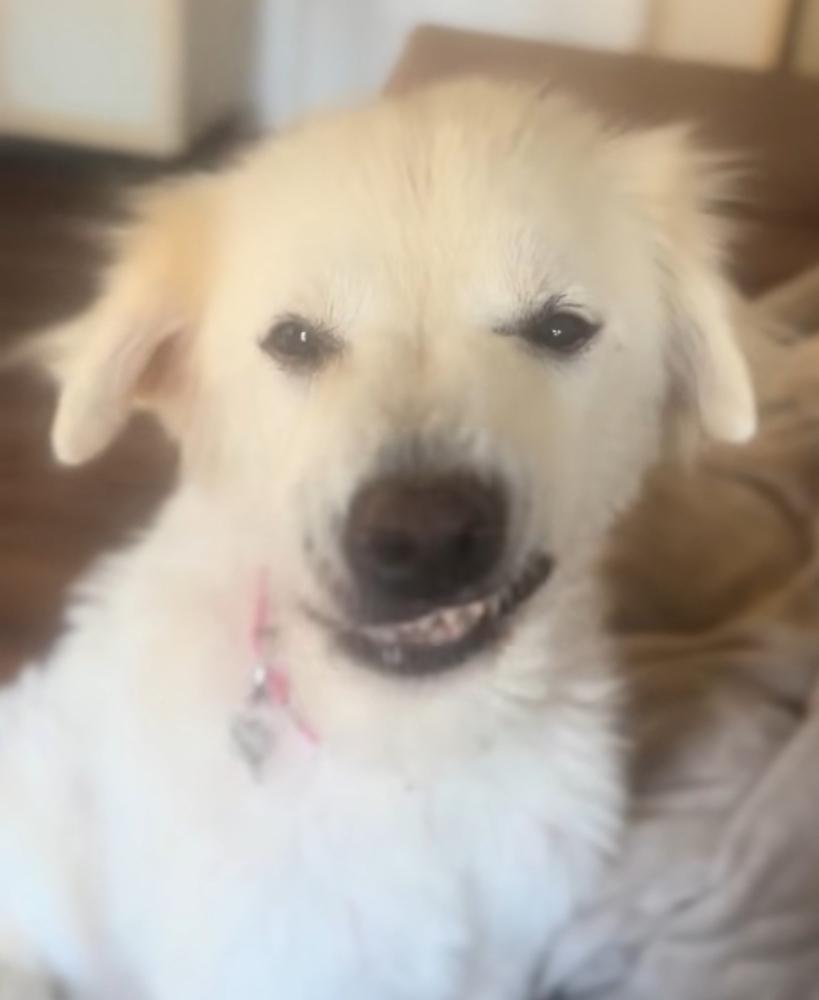 Enlarge Puffin (PW 1522), a Adoptable mixed breed in Plymouth, MI image 4/6