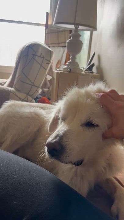 Enlarge Puffin (PW 1522), a Adoptable mixed breed in Plymouth, MI video 5/6