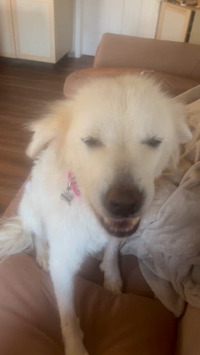 Enlarge Puffin (PW 1522), a Adoptable mixed breed in Plymouth, MI video 6/6