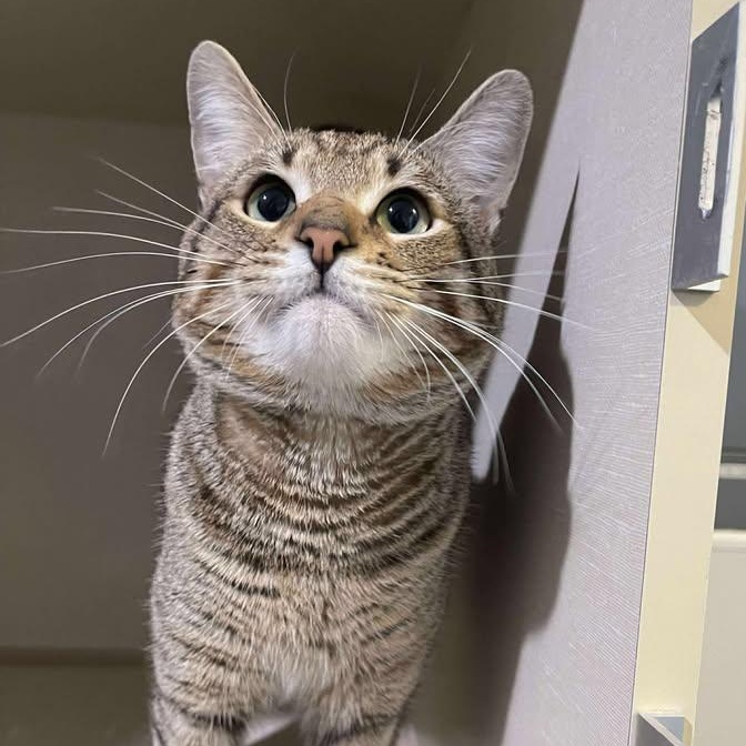 Enlarge Ricky, a ADOPTABLE Domestic Short Hair in Winthrop, ME image 1/1