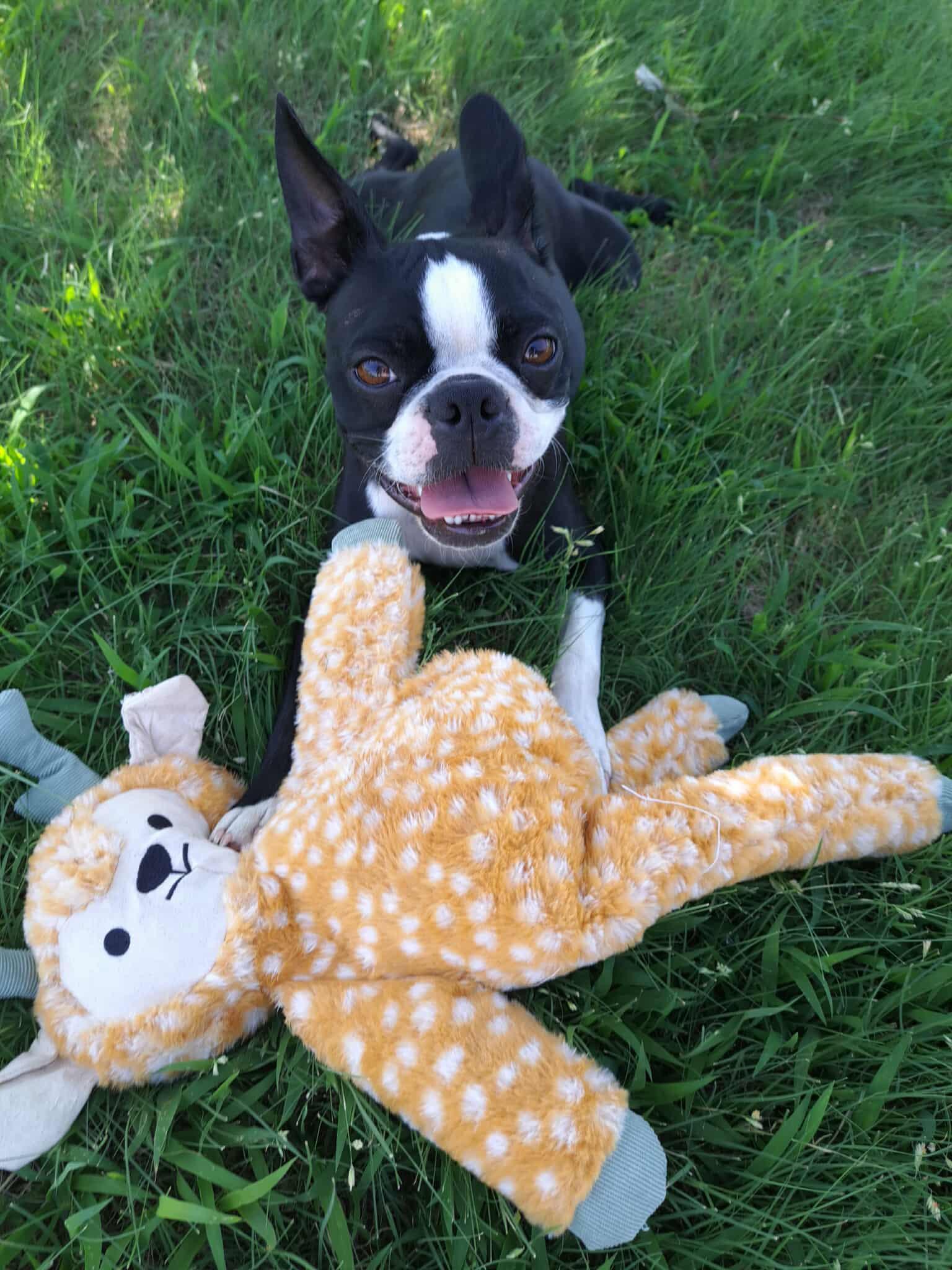George, Adopted, Young Male Boston Terrier.