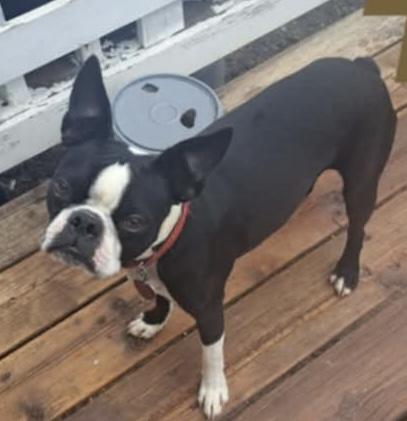 Enlarge George, a Adopted Boston Terrier in Great Bend, KS image 2/2