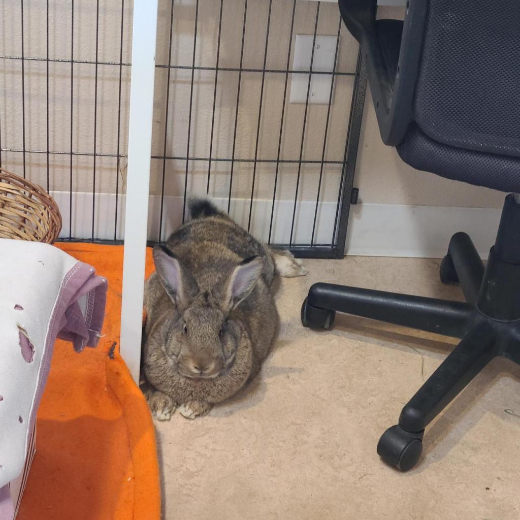 Kiuke, Adoptable, Adult Female American.