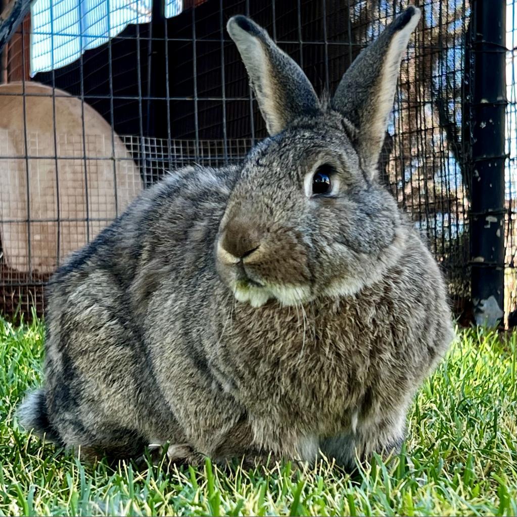 Kiuke, a Adoptable American image 3/5