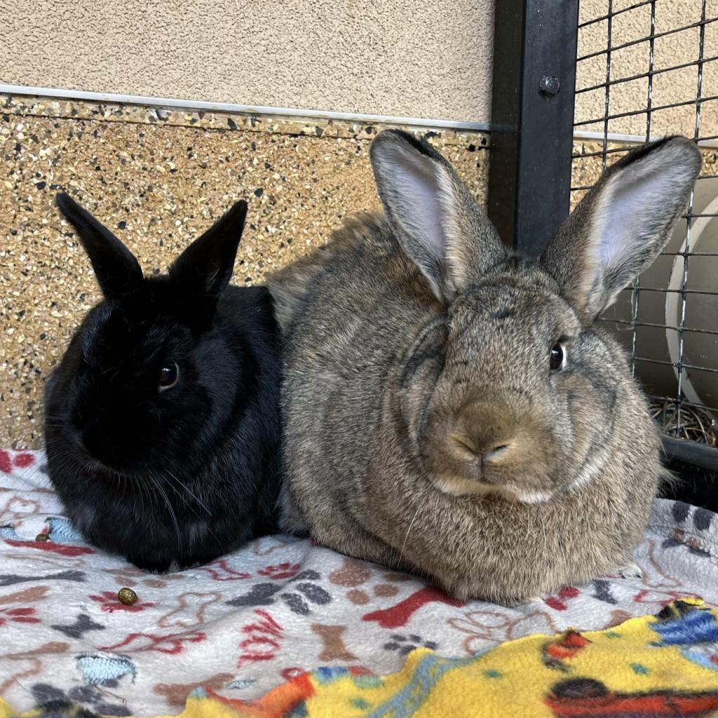 Kiuke, a Adoptable American image 4/5