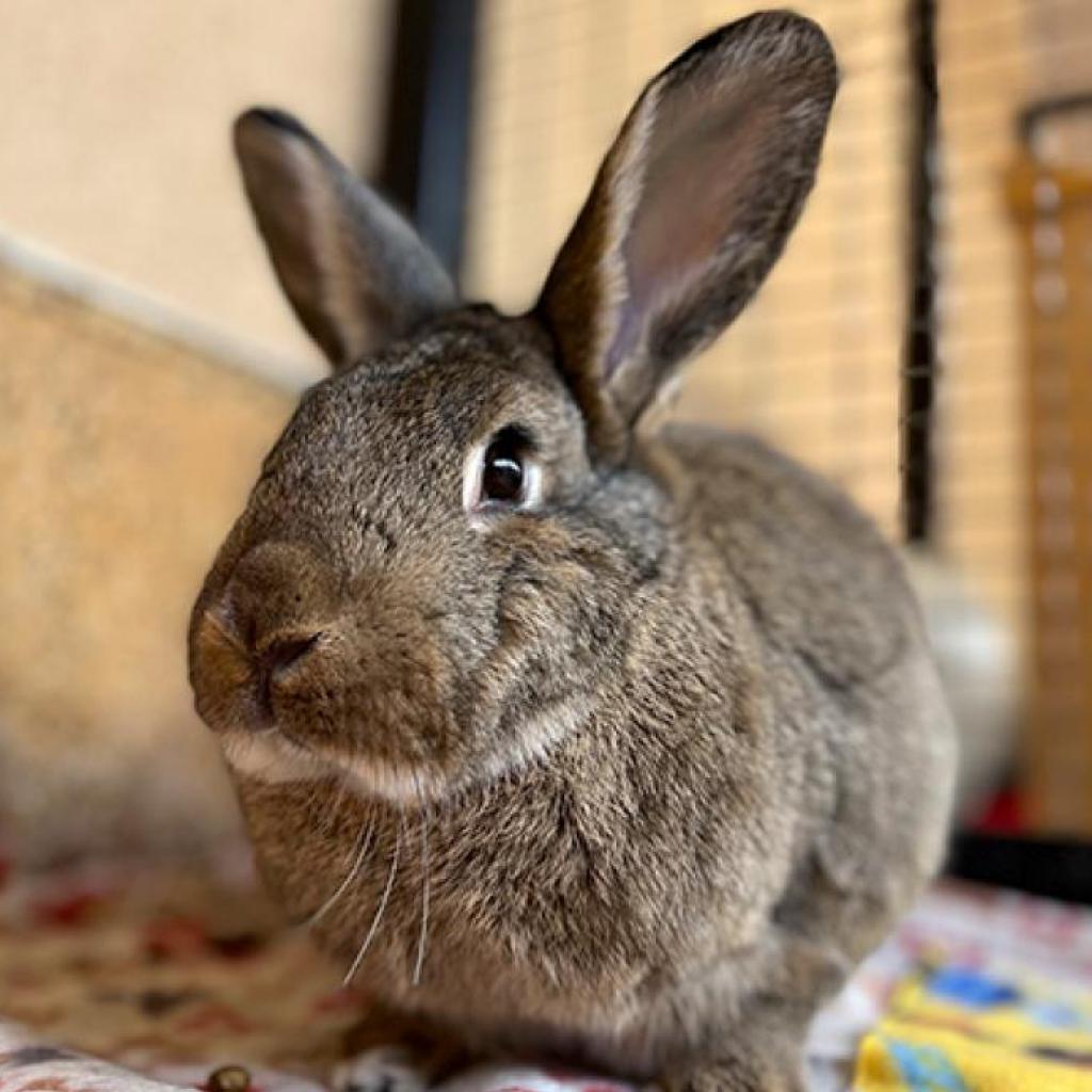 Kiuke, a Adoptable American image 5/5