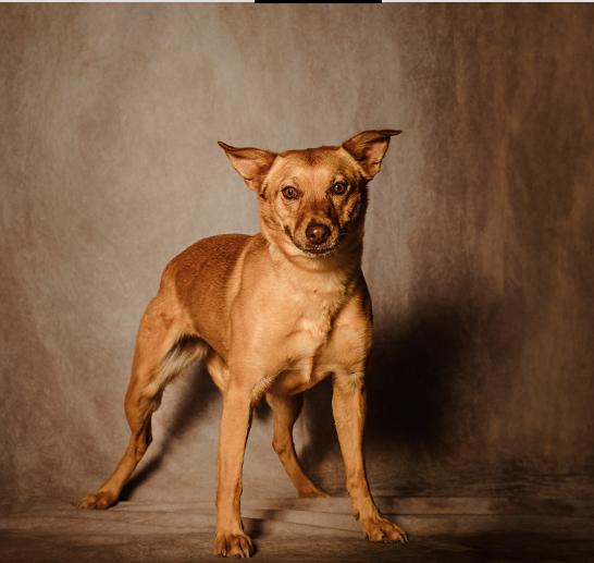 Shasta, Adoptable, Adult Female Shepherd.