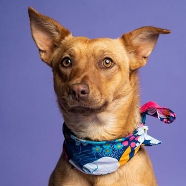 Enlarge Shasta, a Adoptable mixed breed in Lubbock, TX image 6/6