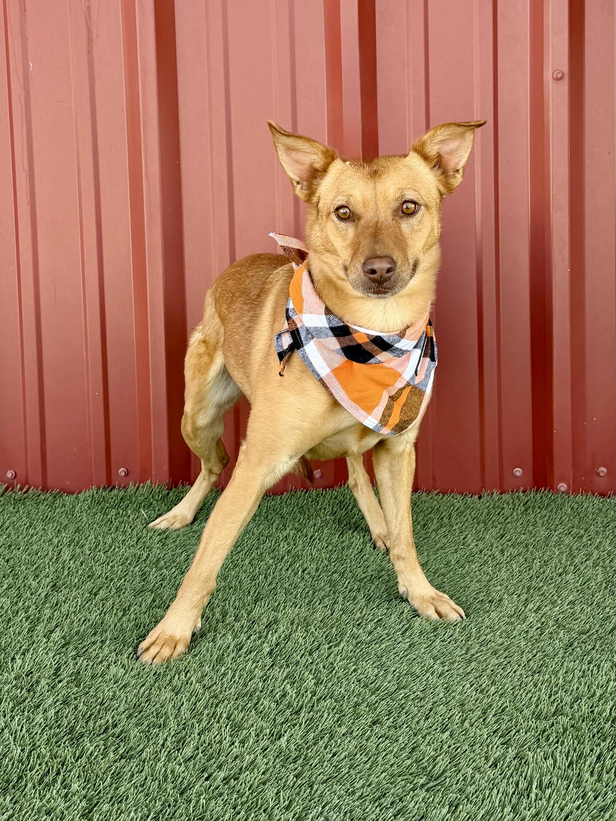 Enlarge Shasta, a Adoptable mixed breed in Lubbock, TX image 2/6