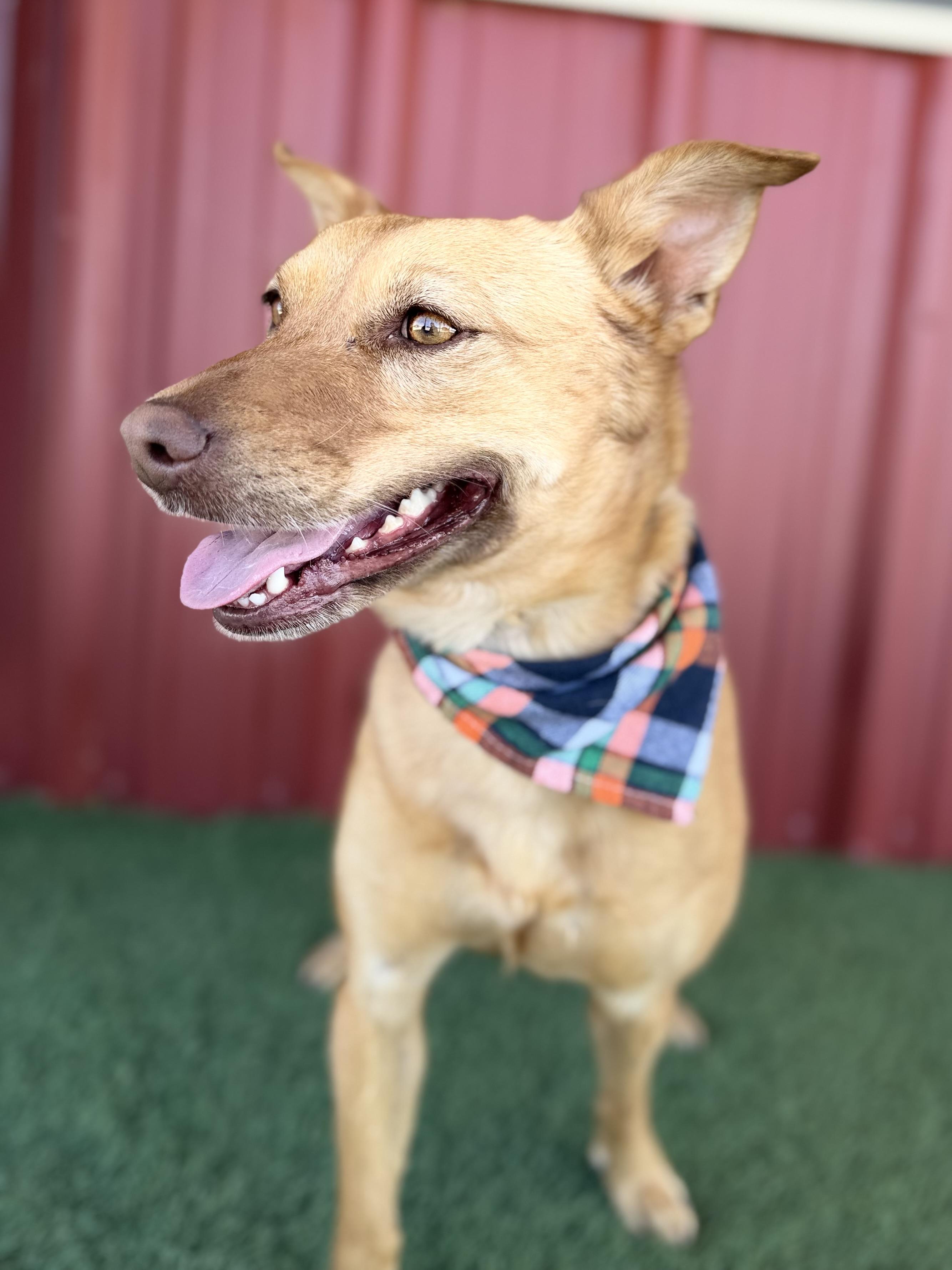 Enlarge Shasta, a Adoptable mixed breed in Lubbock, TX image 4/6