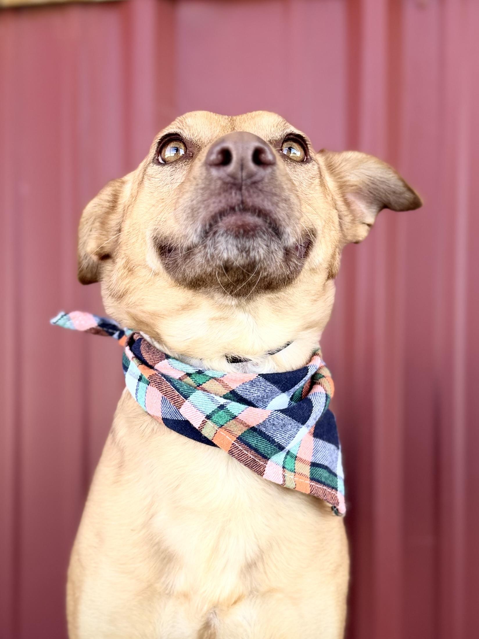 Enlarge Shasta, a Adoptable mixed breed in Lubbock, TX image 3/6